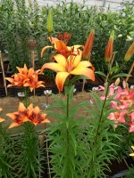 [5036 Graffe No02.JPG]